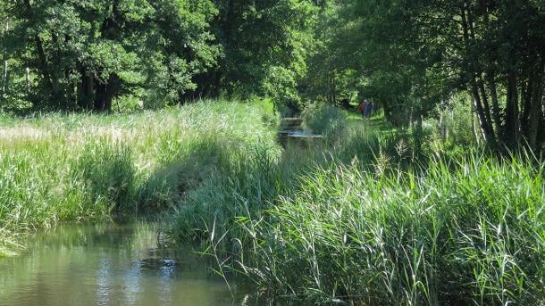 Naturskøn vandresti langs Brende Mølle Ådal