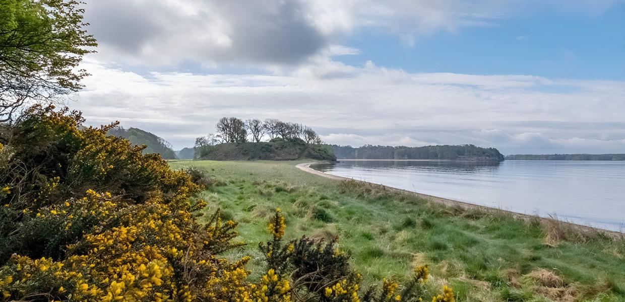 Engen ved Hindsgavl Voldsted i det tidlige forår